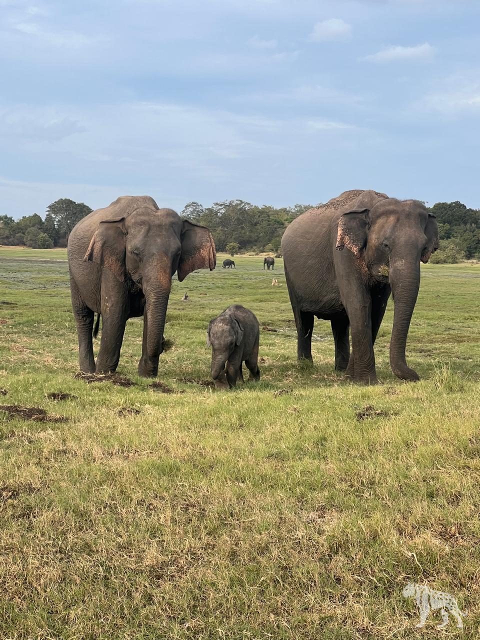 Two elephants and a calf in Minneriya