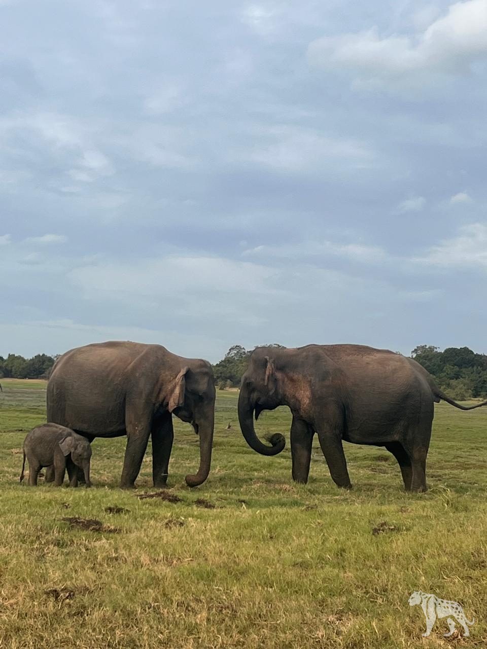Elephant family grazing at sunset
