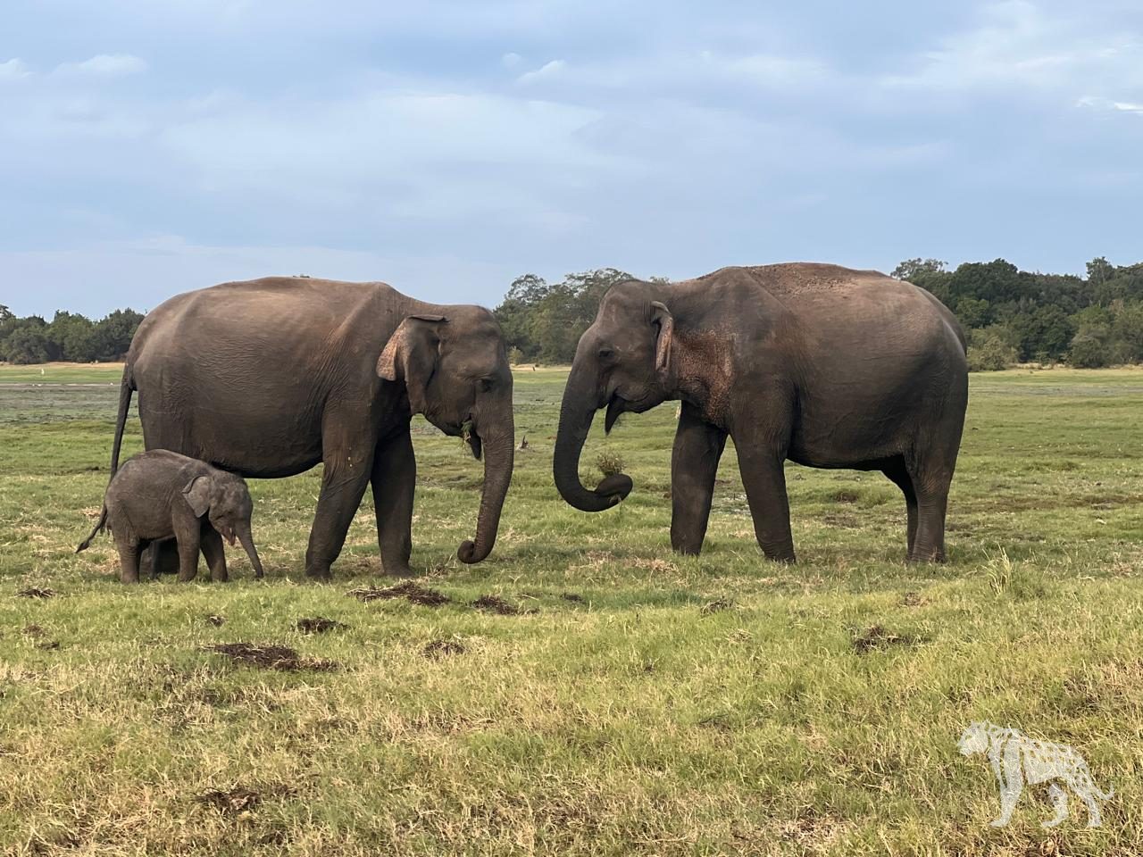 Elephant family with calf in Minneriya grasslands