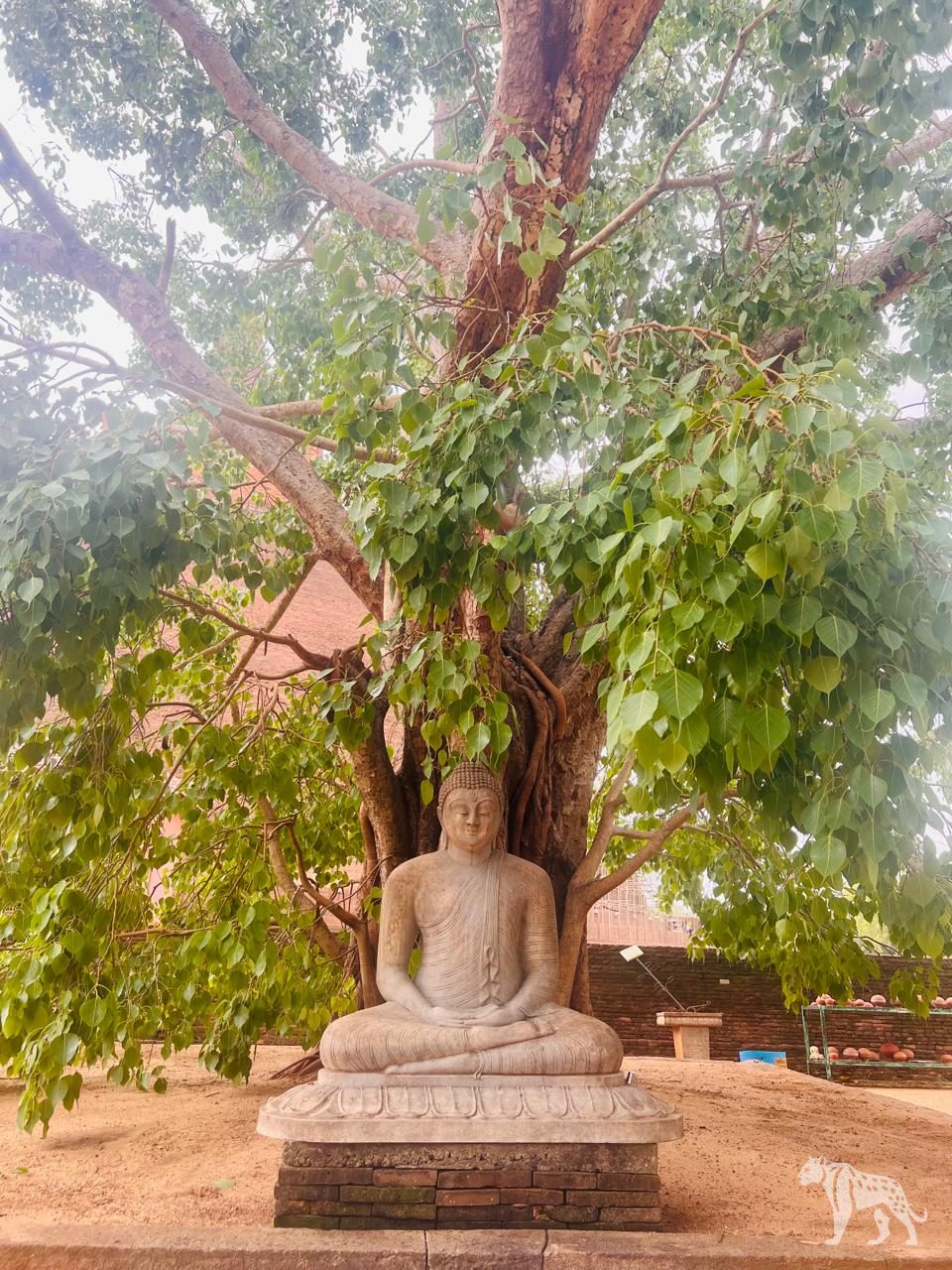 Buddha statue under bodhi tree, Anuradhapura