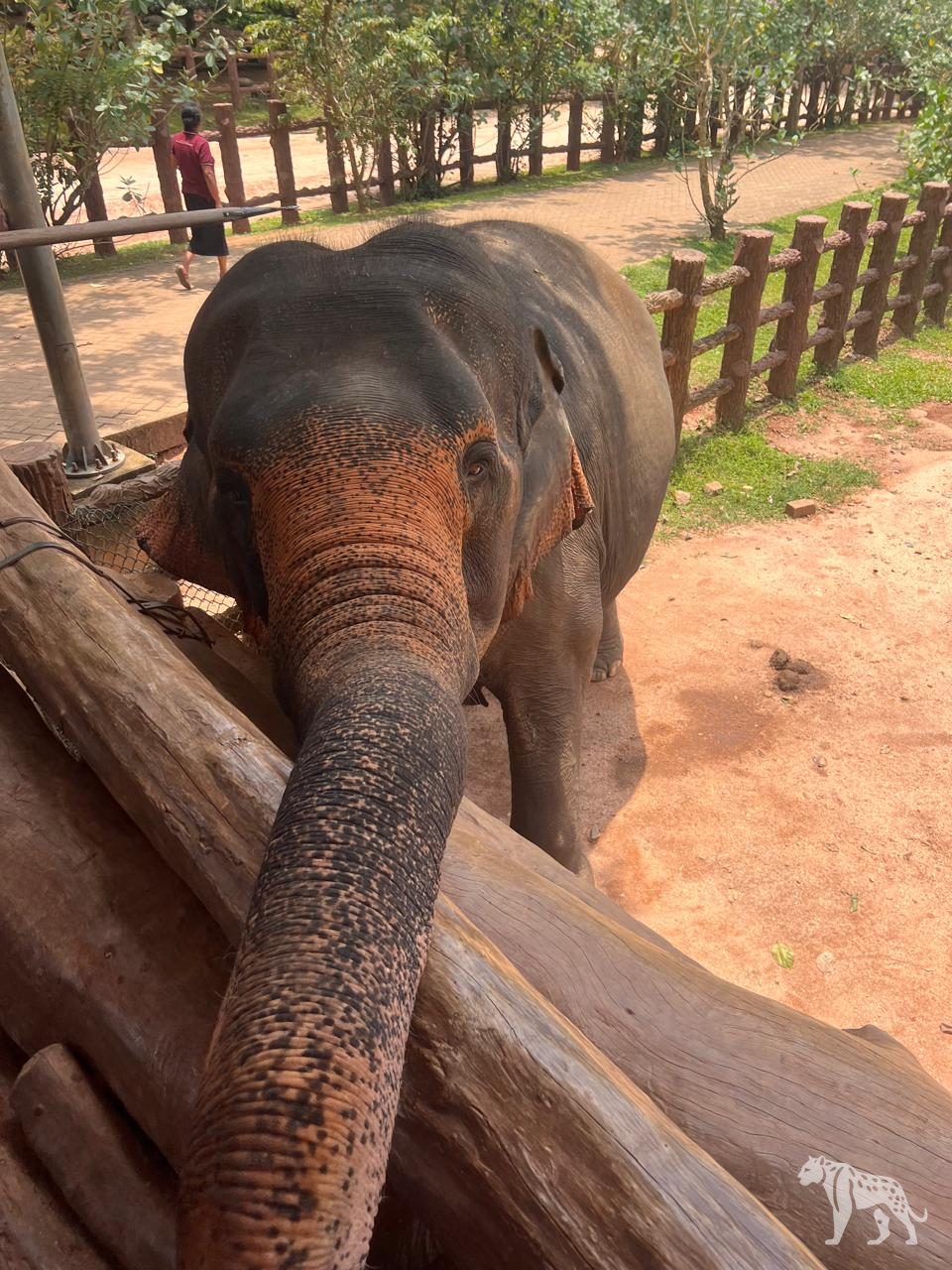Pinnawala Elephant Orphanage