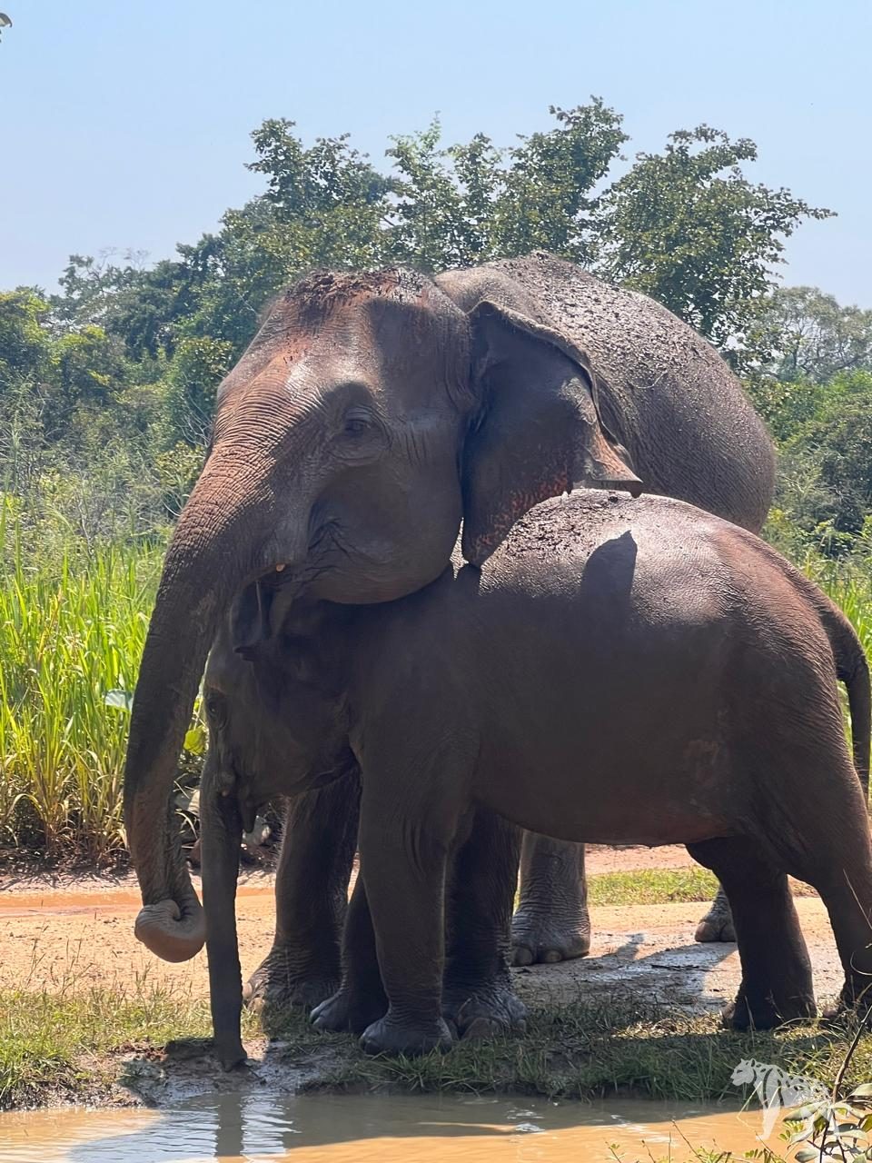 Elephants at Udawalawe waterhole