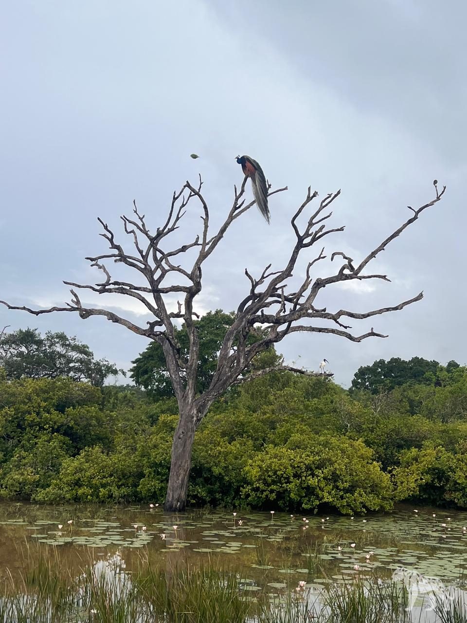 Peacock perched in Yala wetlands