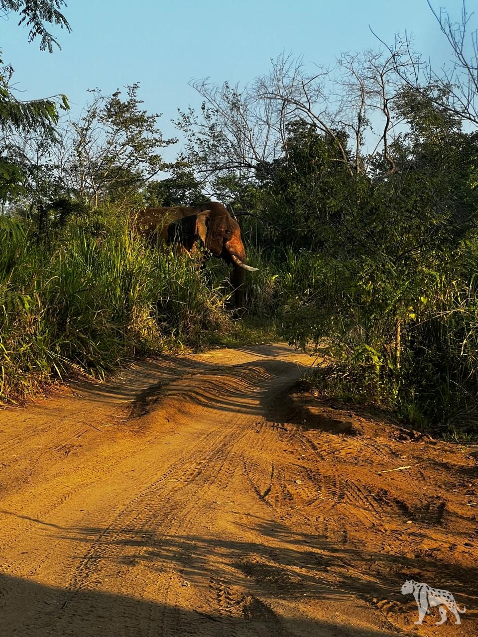 Wild elephant on a Yala jungle track