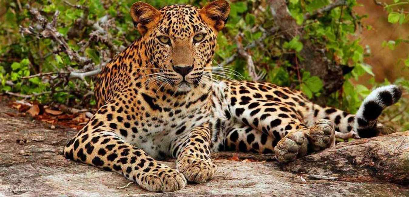 Sri Lanka at a Glance
