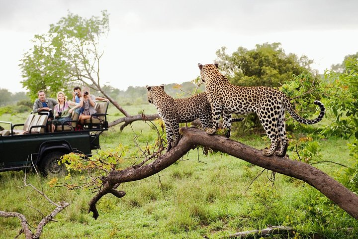 Leopards on a tree during a Yala safari drive